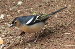 Fringilla coelebs canariensis
