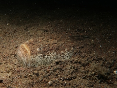 Uranoscopus bicinctus