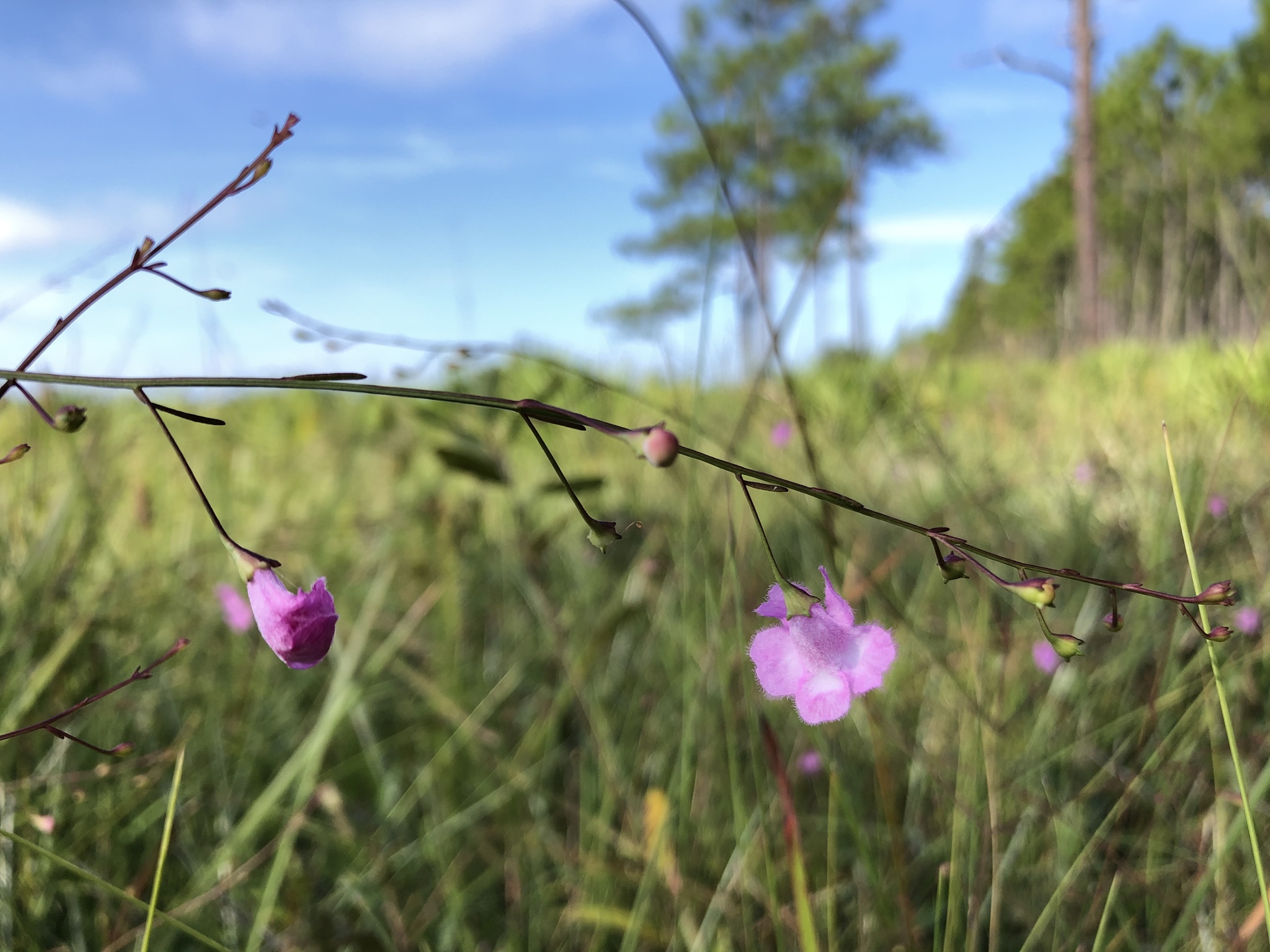 Agalinis flexicaulis