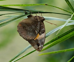 Opsiphanes invirae amplificatus