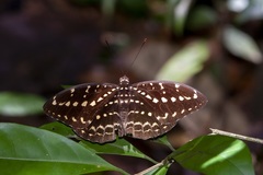 Lexias canescens
