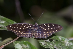 Lexias canescens