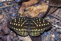 Lexias dirtea