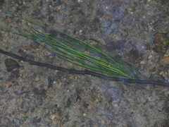 Isoetes malinverniana