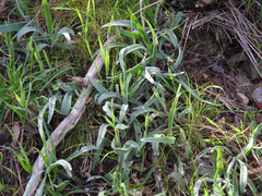 Plantago varia