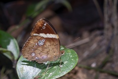 Xanthotaenia busiris