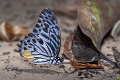 Graphium delessertii