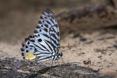 Graphium delessertii
