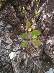 Porophyllum ruderale macrocephalum