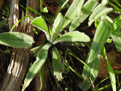 Plantago varia