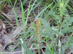 Plantago varia