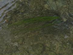 Isoetes malinverniana