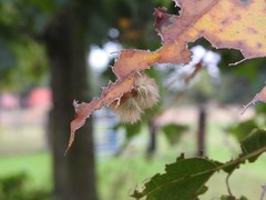 Callirhytis infuscata
