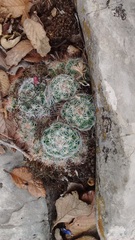 Mammillaria erythrosperma