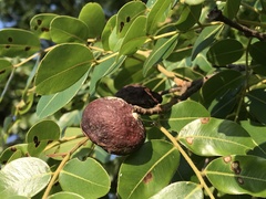 Copaifera langsdorffii