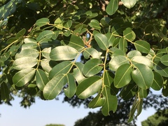 Copaifera langsdorffii