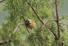 Regulus regulus teneriffae