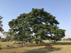 Copaifera langsdorffii