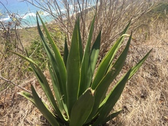 Agave eggersiana