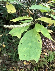 Clethra acuminata