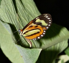 Hypothyris euclea laphria
