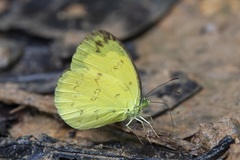 Eurema ada