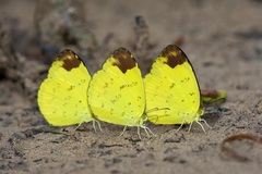 Eurema simulatrix