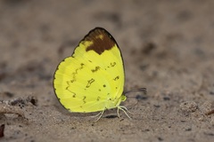 Eurema simulatrix