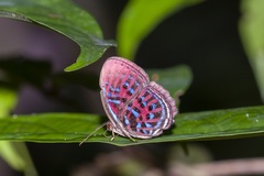 Paralaxita orphna