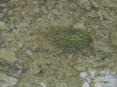 Isoetes malinverniana
