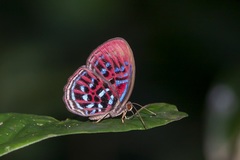 Paralaxita orphna