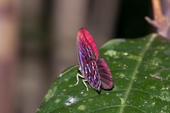 Paralaxita orphna