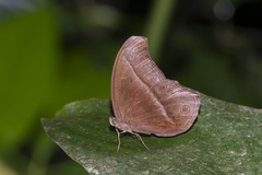 Coelites epiminthia