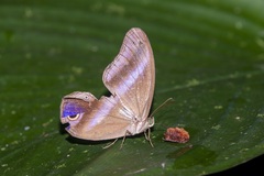 Coelites euptychioides