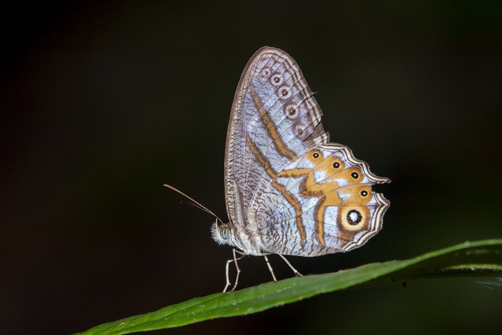 Elegent Cyclops