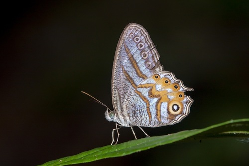 Elegent Cyclops