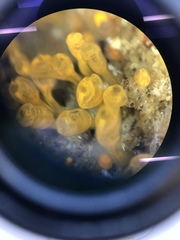 Pycnoclavella stanleyi