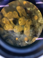 Pycnoclavella stanleyi