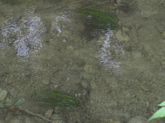 Isoetes malinverniana