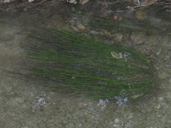 Isoetes malinverniana