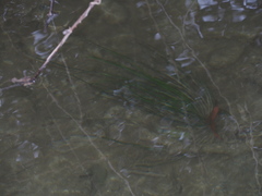 Isoetes malinverniana