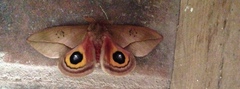 Automeris belti