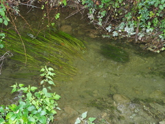 Isoetes malinverniana
