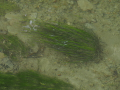 Isoetes malinverniana
