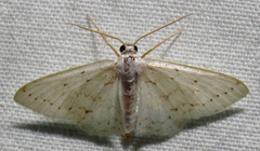 Idaea tacturata