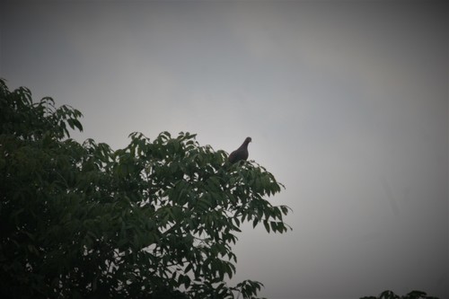 Red-billed Pigeon (Patagioenas flavirostris)