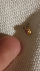 Halyzia sedecimguttata