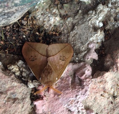 Automeris belti