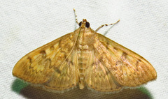 Psara obscuralis