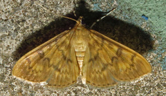 Psara obscuralis
